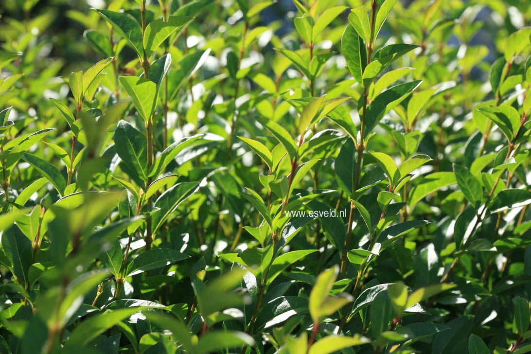 Ligustrum ovalifolium