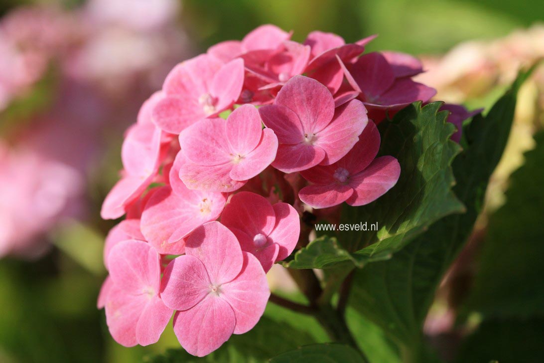 Hydrangea macrophylla 'Oregon Pride'