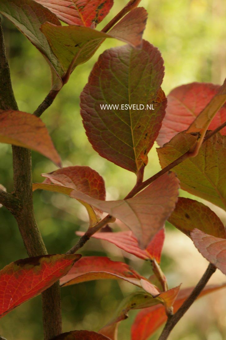 Stewartia pseudocamellia