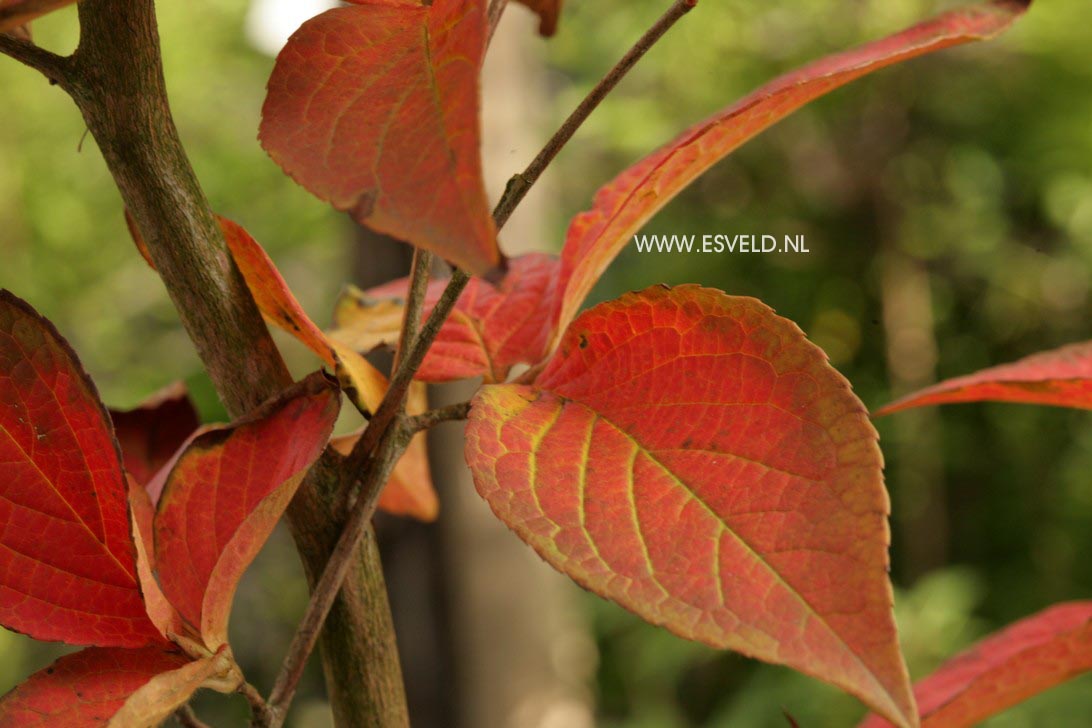 Stewartia pseudocamellia