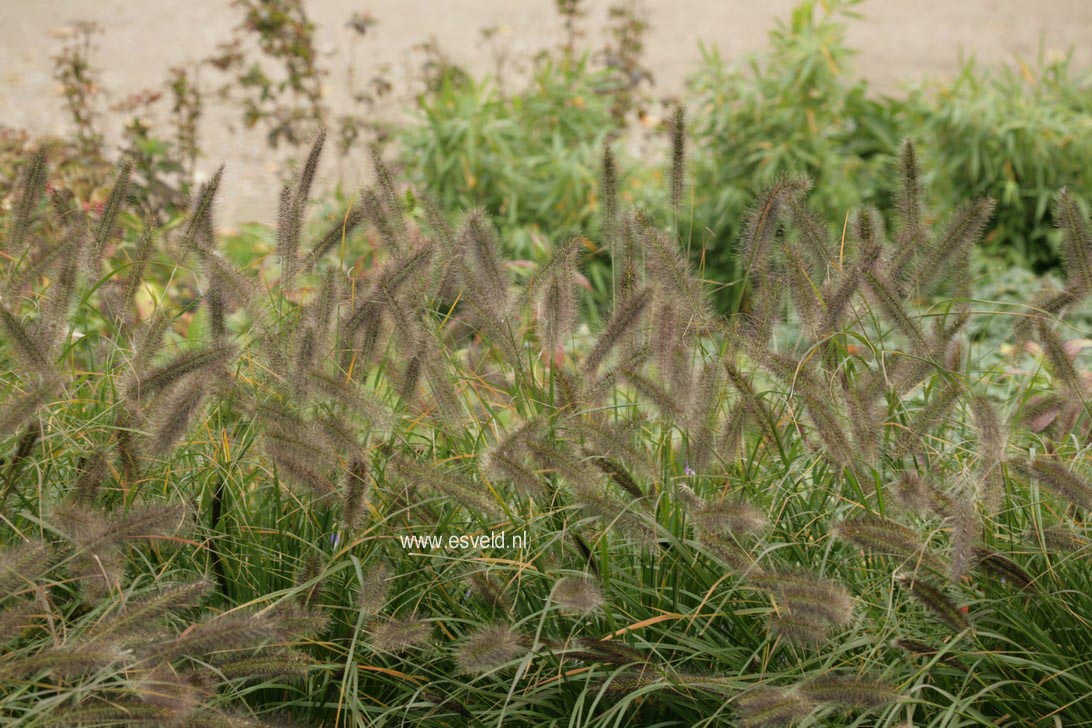 Pennisetum alopecuroides var. viridescens