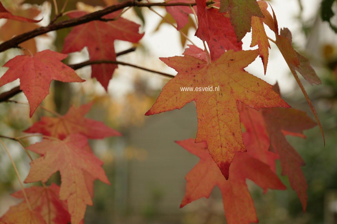 Liquidambar styraciflua 'Pendula'