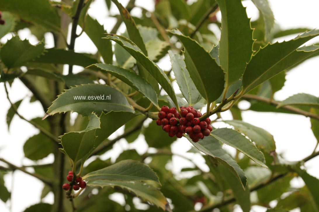 Ilex koehneana 'Chestnut Leaf'