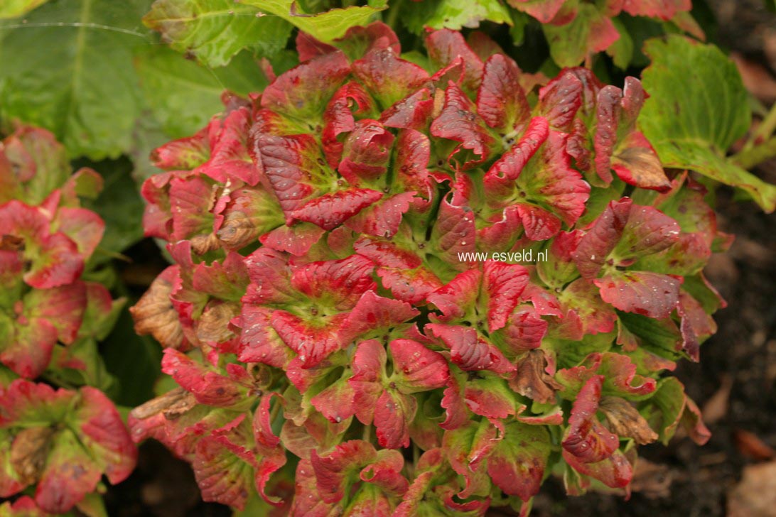 Hydrangea macrophylla 'Hokomasugre' (MAGICAL SUMMER GREEN)