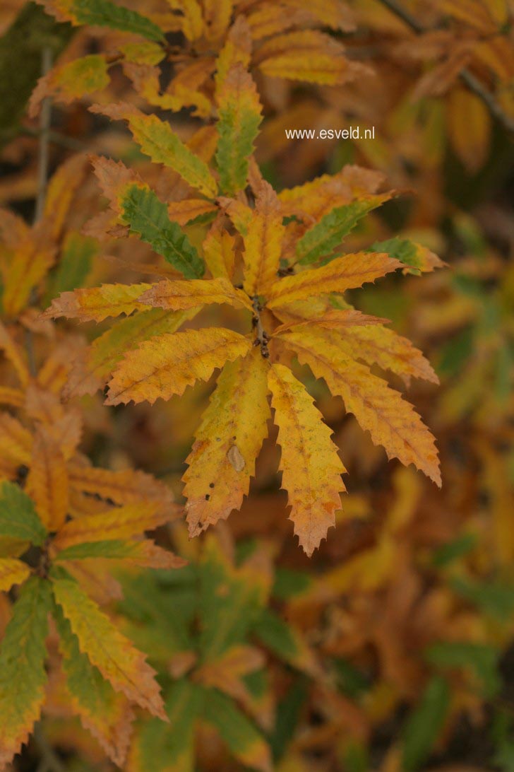 Quercus libanerris