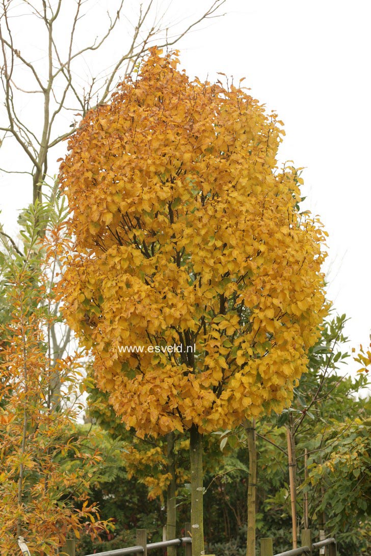 Carpinus betulus 'Columnaris'