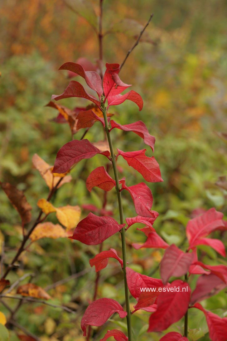 Euonymus europaeus