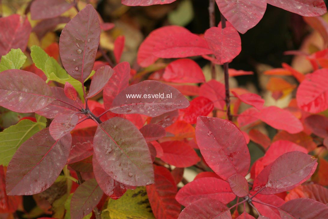 Cotinus obovatus