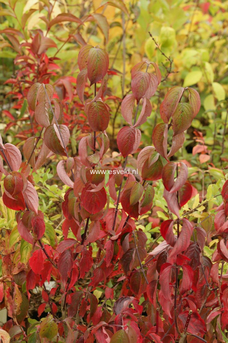 Cornus officinalis