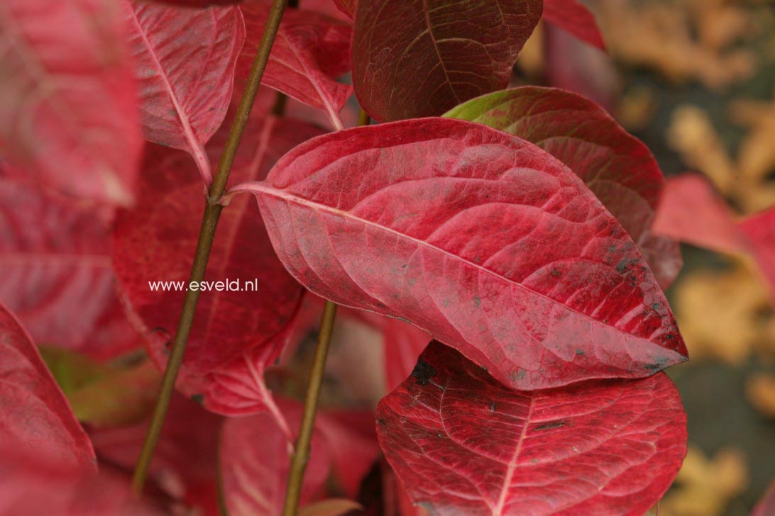 Viburnum 'Huron'