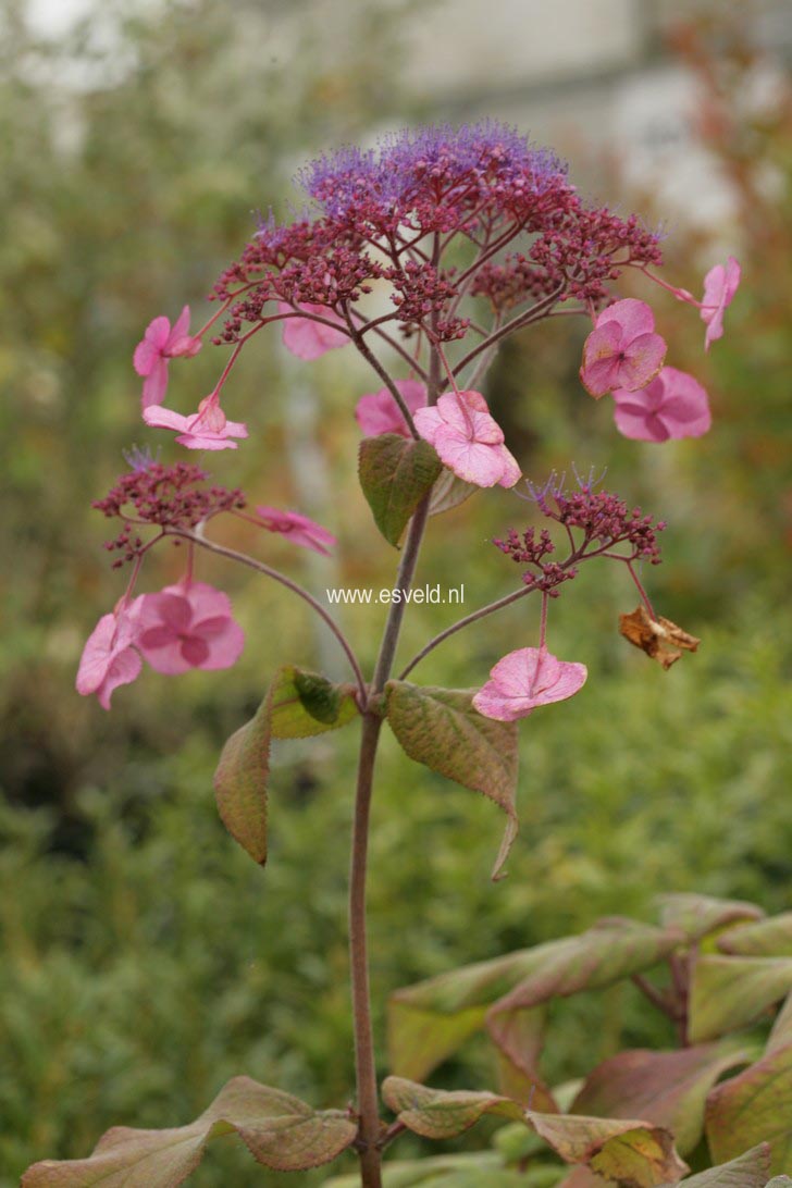 Hydrangea villosa 'Anthony Bullivant'