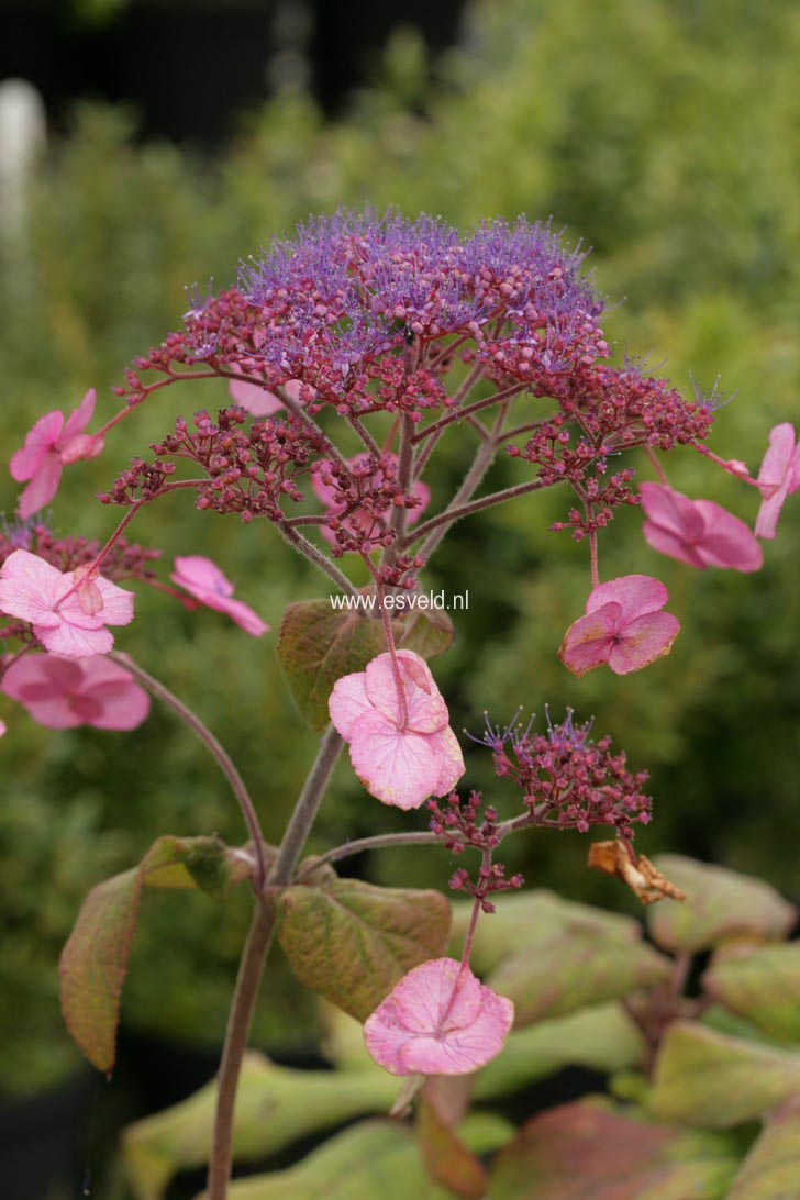 Hydrangea villosa 'Anthony Bullivant'