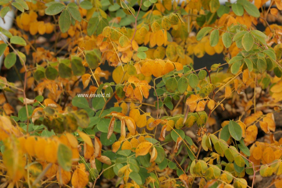 Indigofera kirilowii