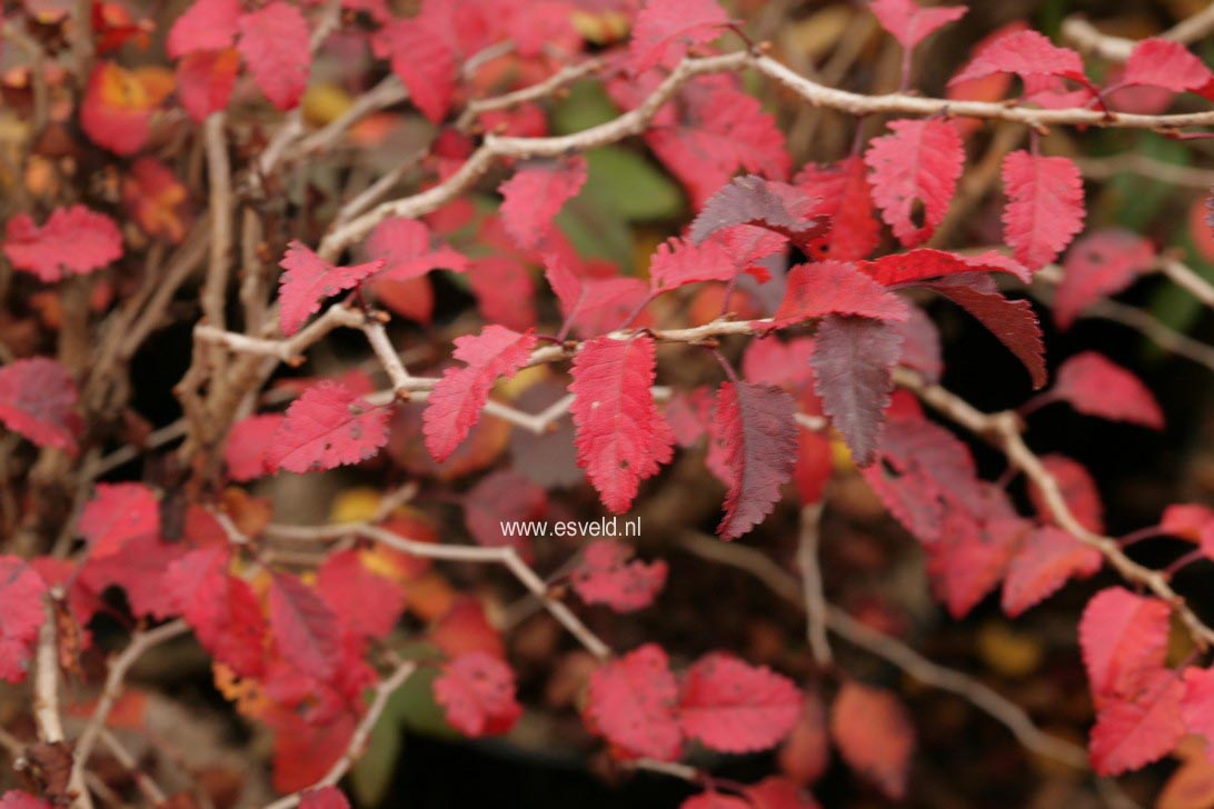 Prunus incisa 'Kojoh no mai'