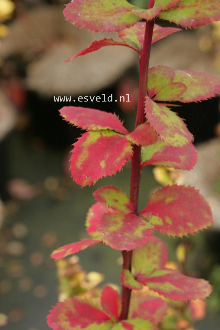 Berberis koreana