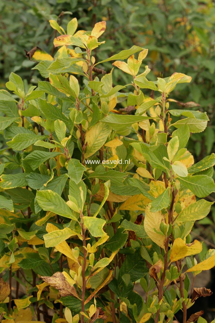 Clethra alnifolia 'Ruby Spice'