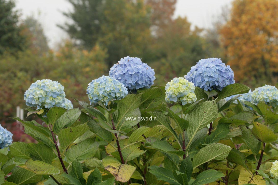 Hydrangea macrophylla 'Mme. Faustin Travouillon'