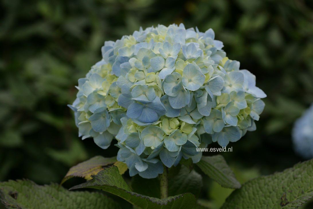 Hydrangea macrophylla 'Mme. Faustin Travouillon'