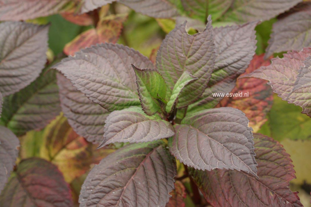 Hydrangea macrophylla 'Dancing Lady'