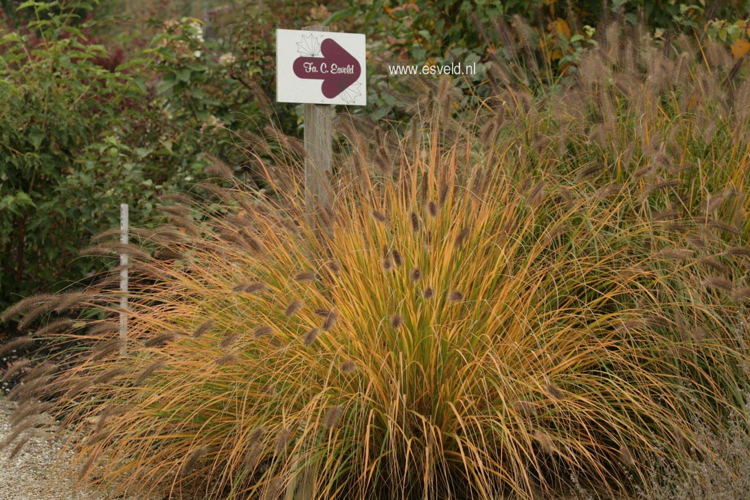 Pennisetum alopecuroides var. viridescens