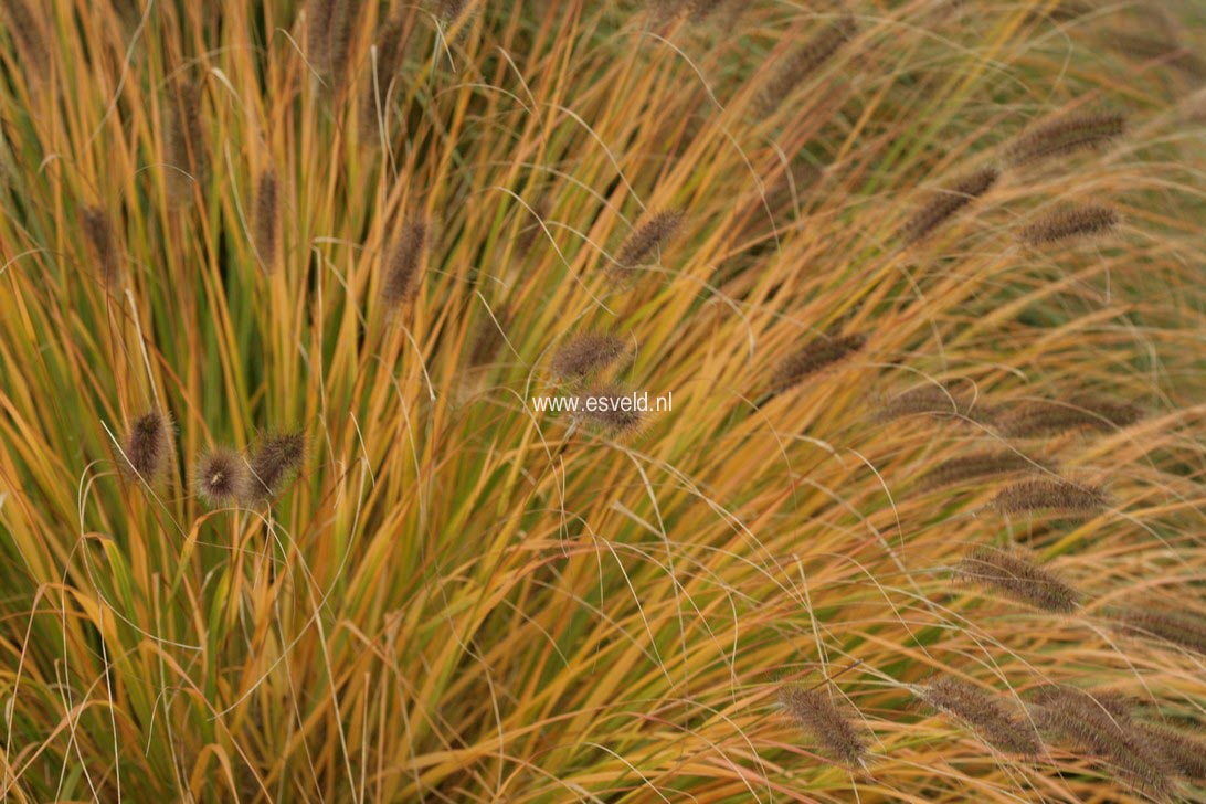 Pennisetum alopecuroides var. viridescens