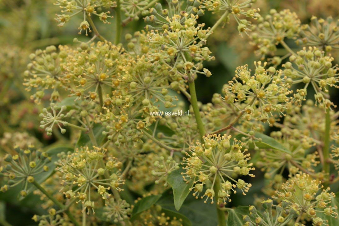 Hedera helix Arborescent Group