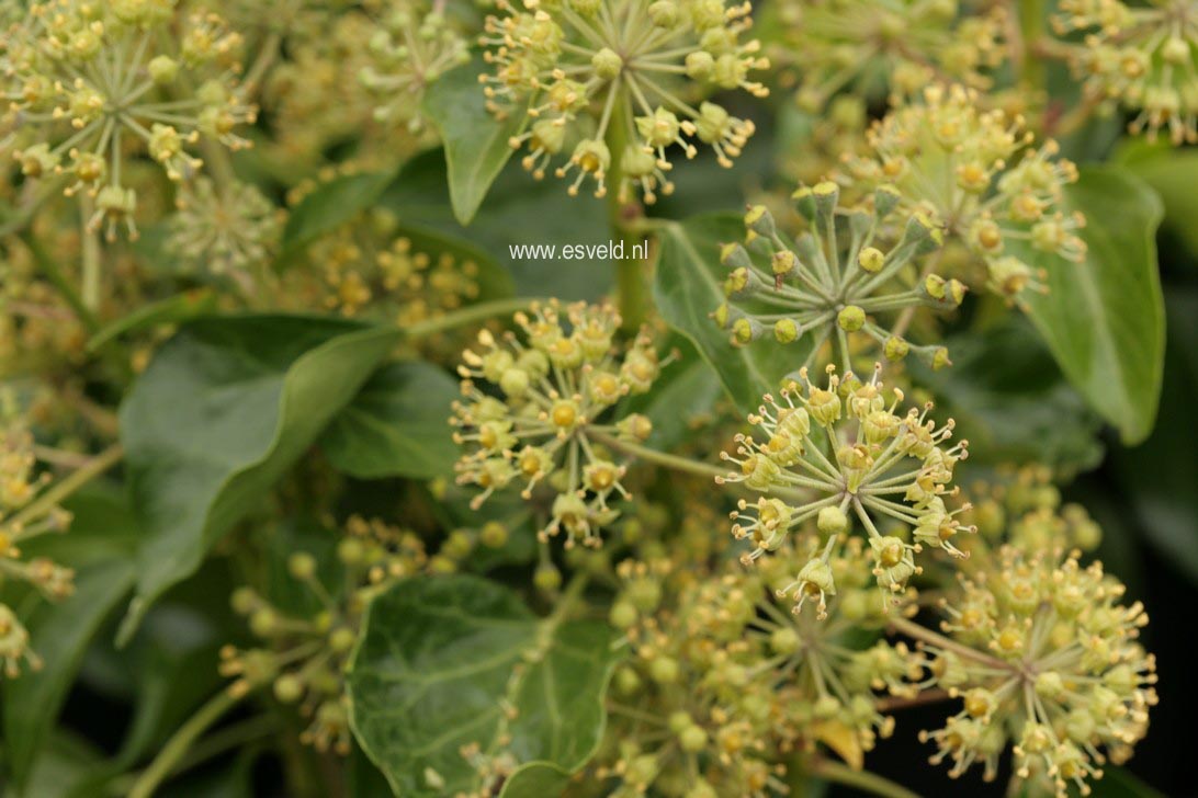 Hedera helix Arborescent Group