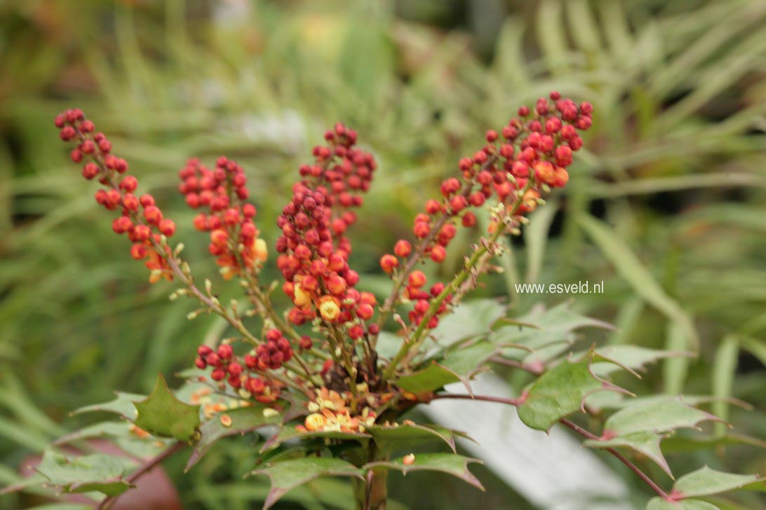 Mahonia 'Cabaret'