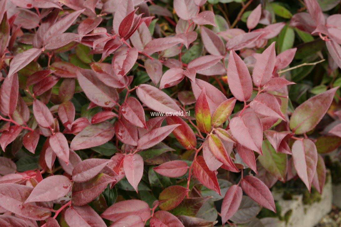 Leucothoe 'Zebonard' (LOVITA)