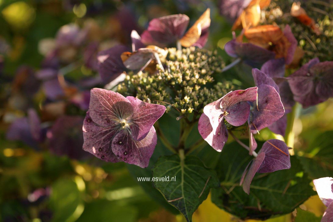 Hydrangea macrophylla 'Blaumeise' (syn.'Blue Sky')