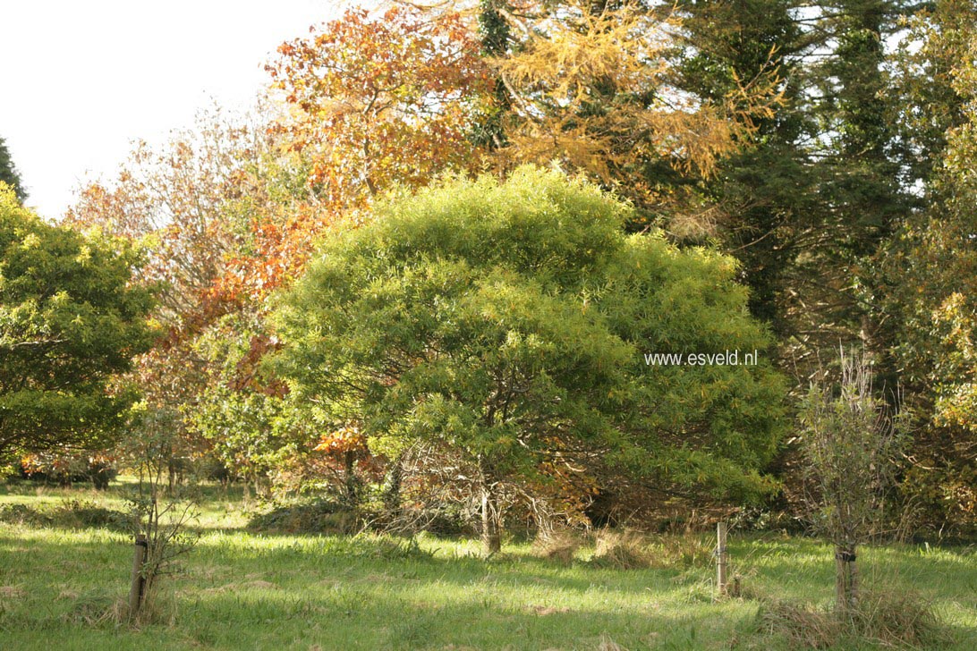 Quercus phellos