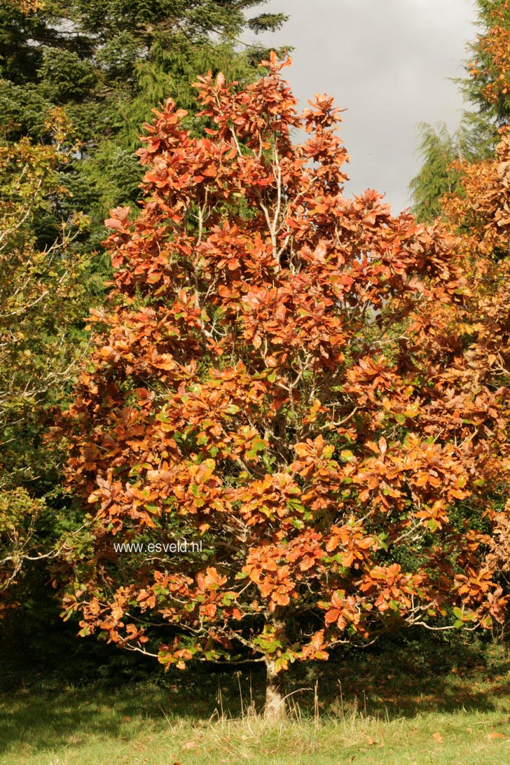 Quercus dentata