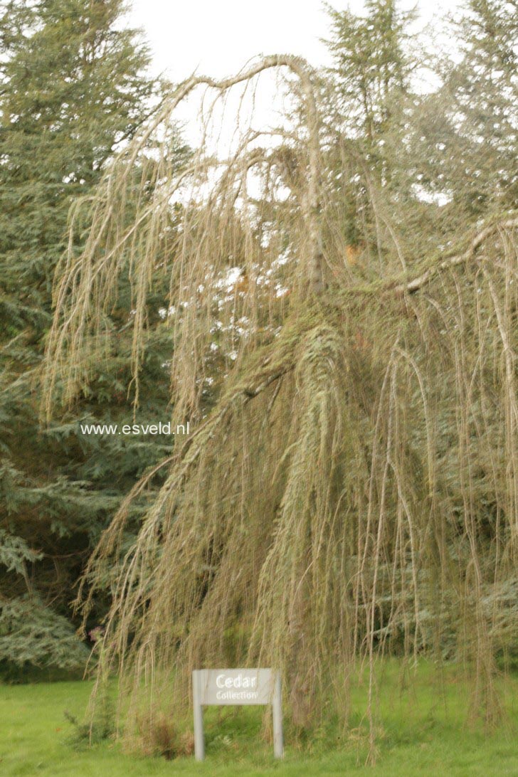 Cedrus libani ssp. atlantica