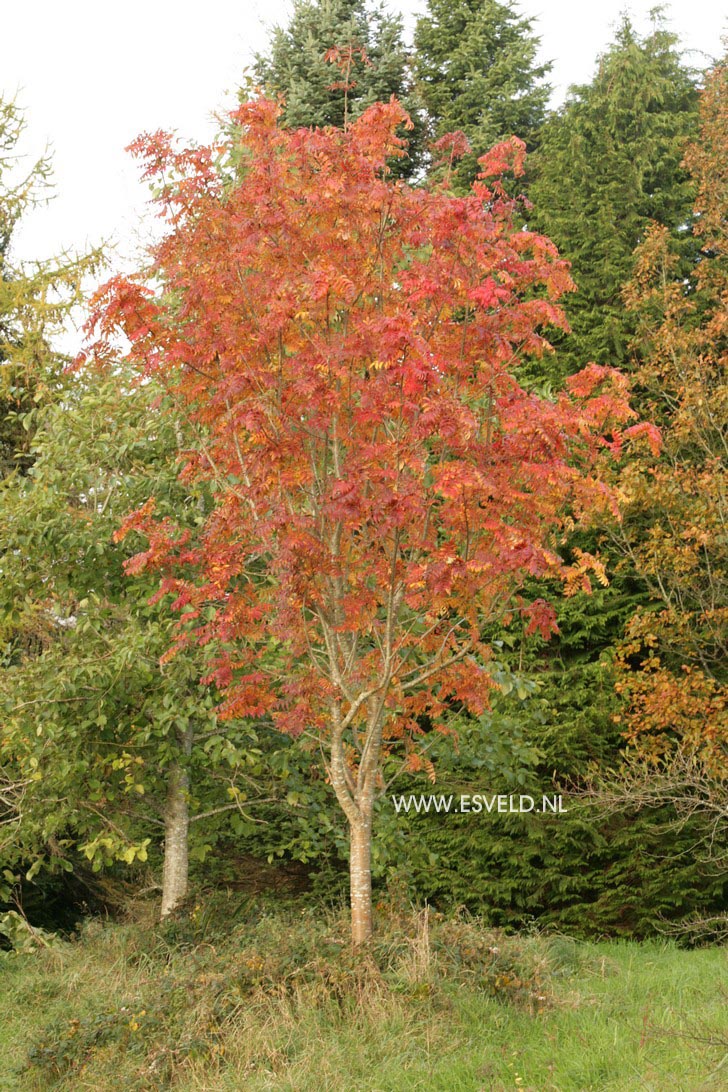 Sorbus commixta