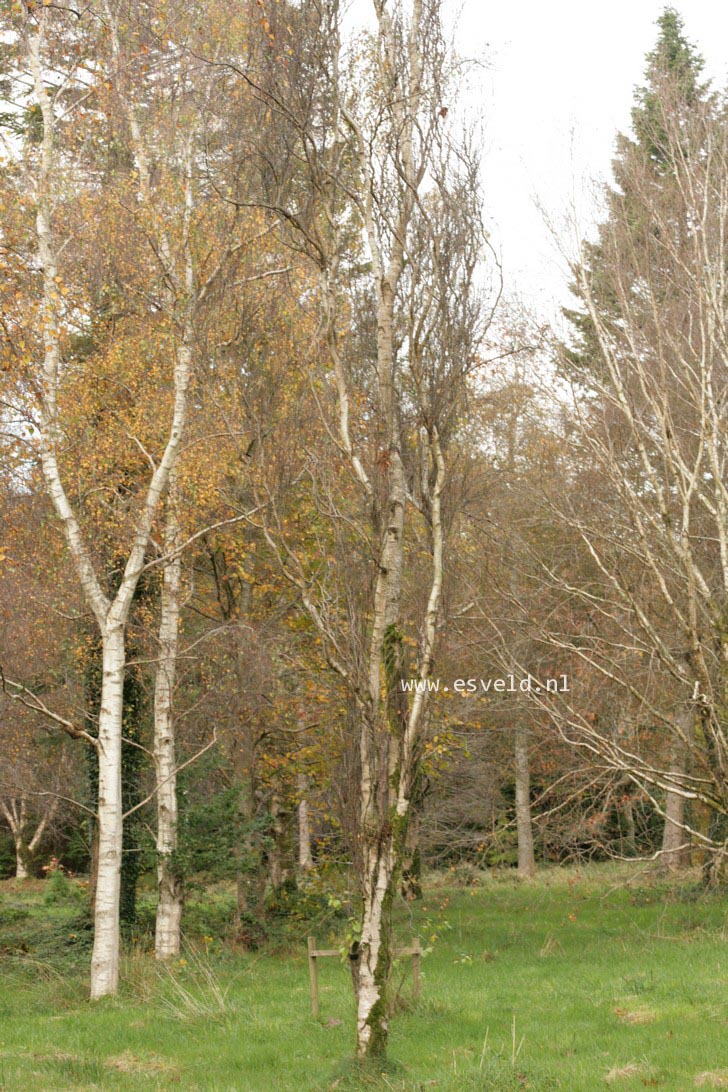 Betula pendula 'Fastigiata'