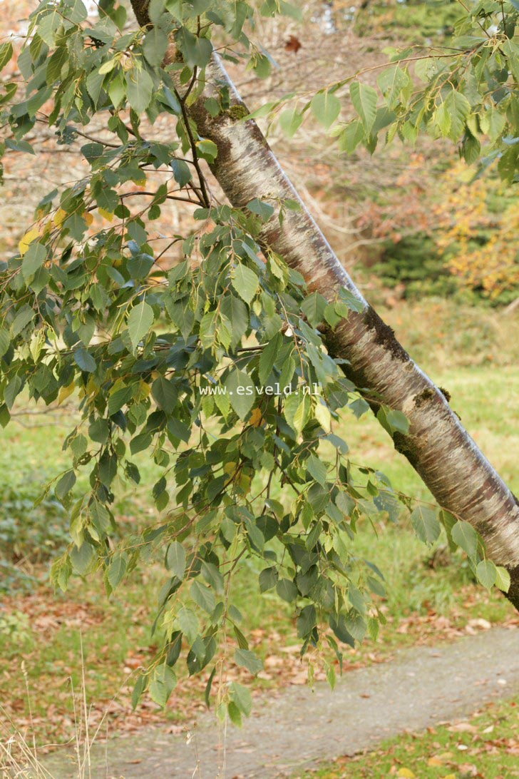 Betula luminifera