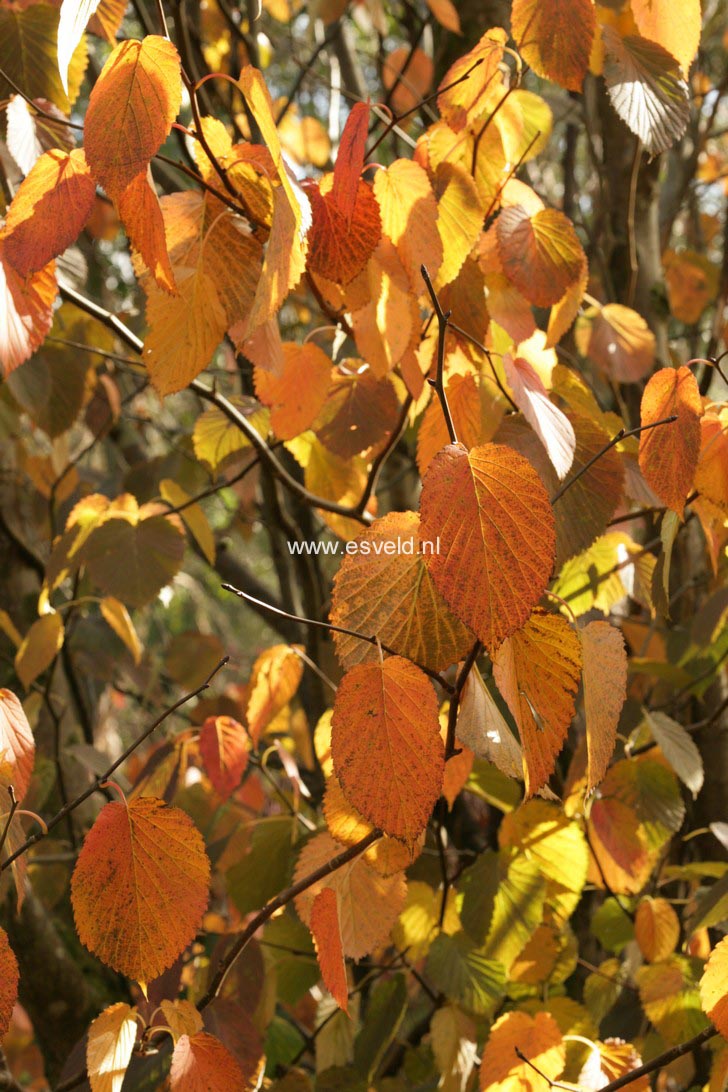 Davidia involucrata