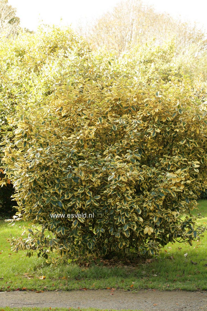 Elaeagnus ebbingei 'Gilt Edge'