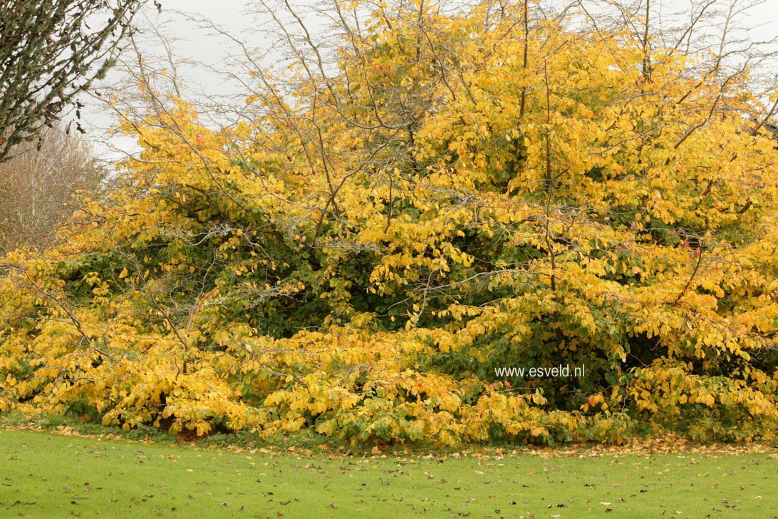 Parrotia persica