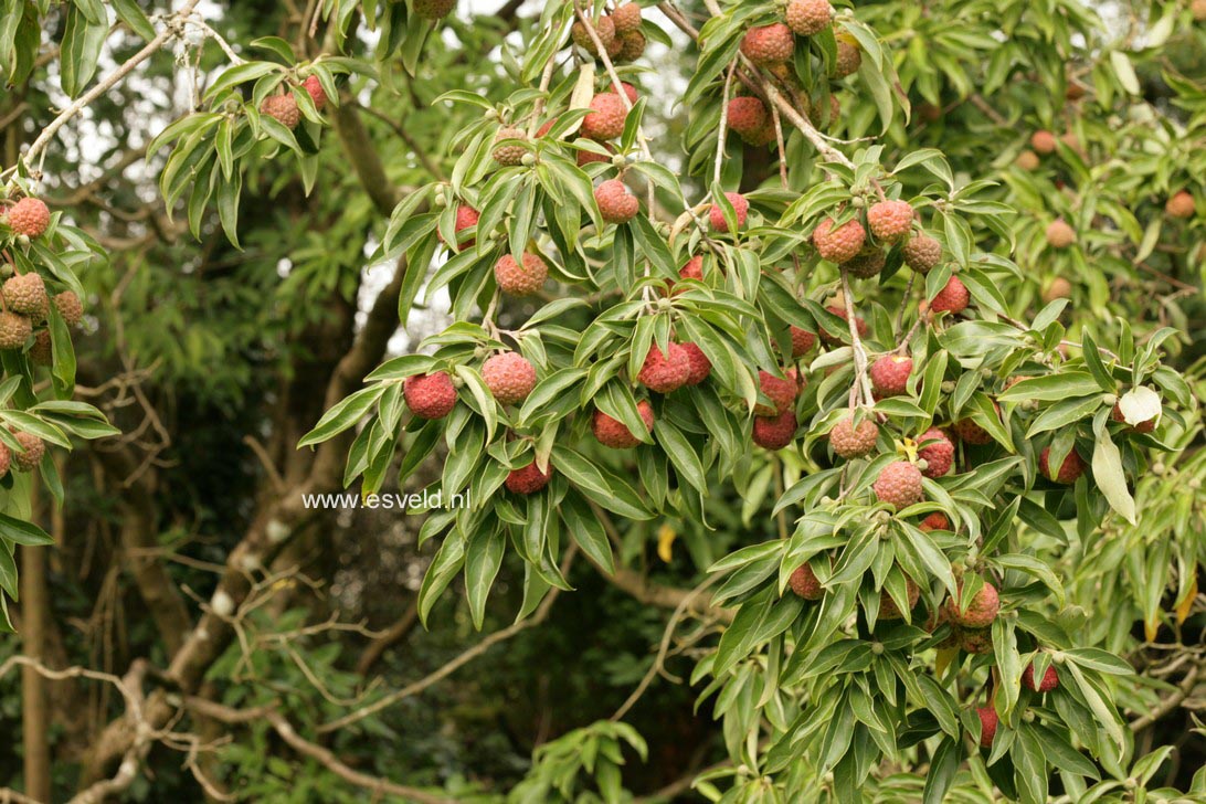 Cornus capitata