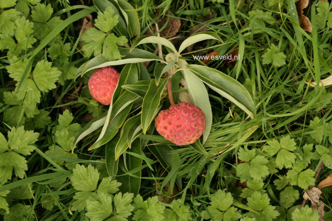 Cornus capitata