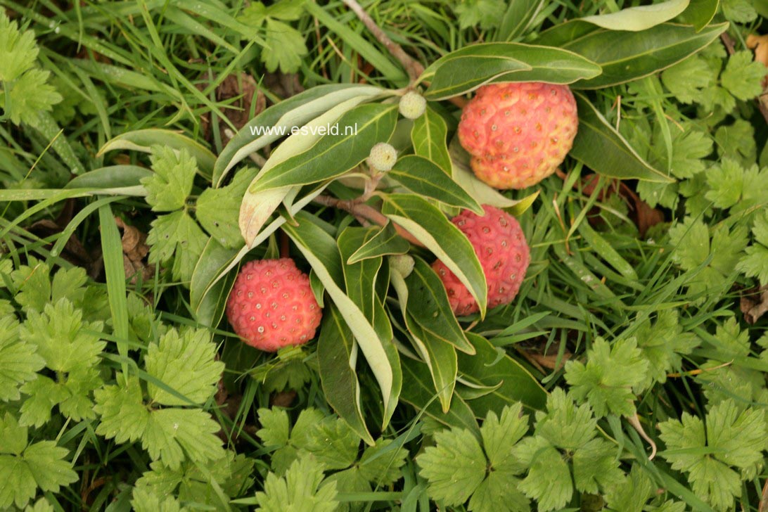 Cornus capitata