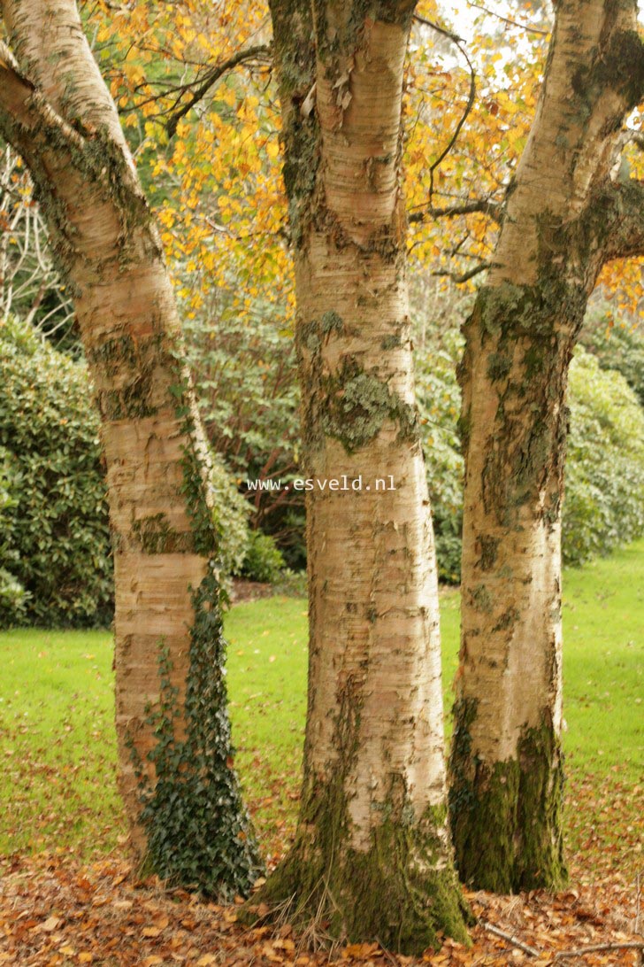 Betula ermanii