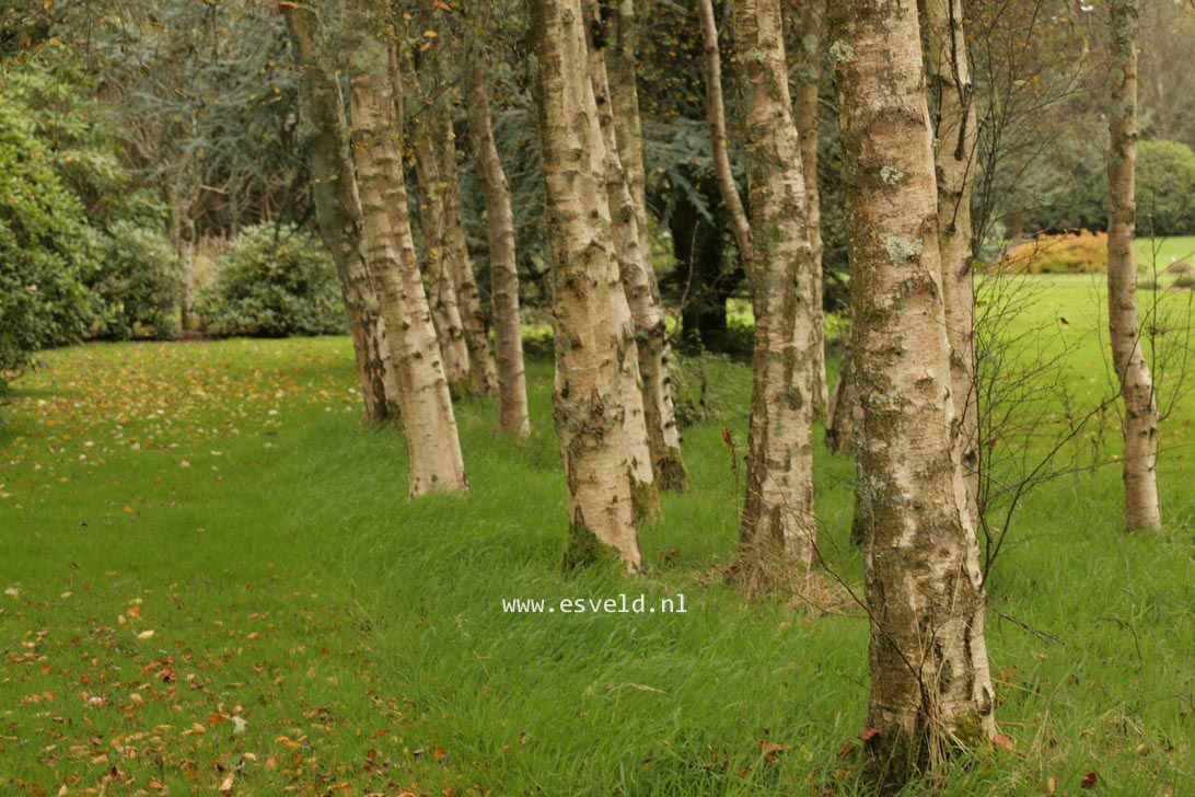 Betula pubescens