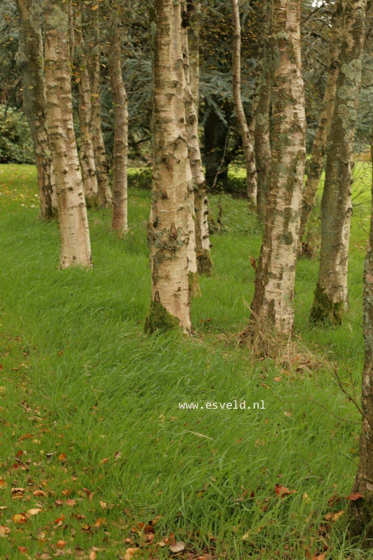 Betula pubescens