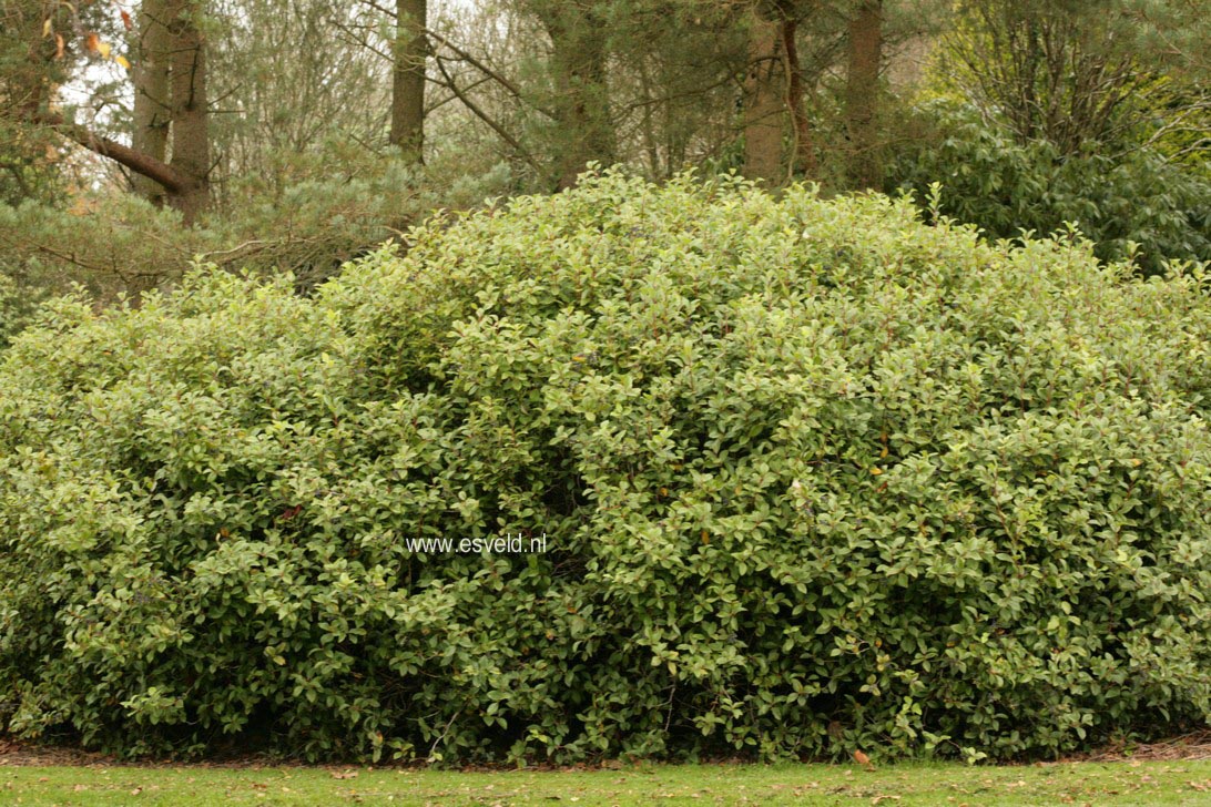 Gaultheria hookeri