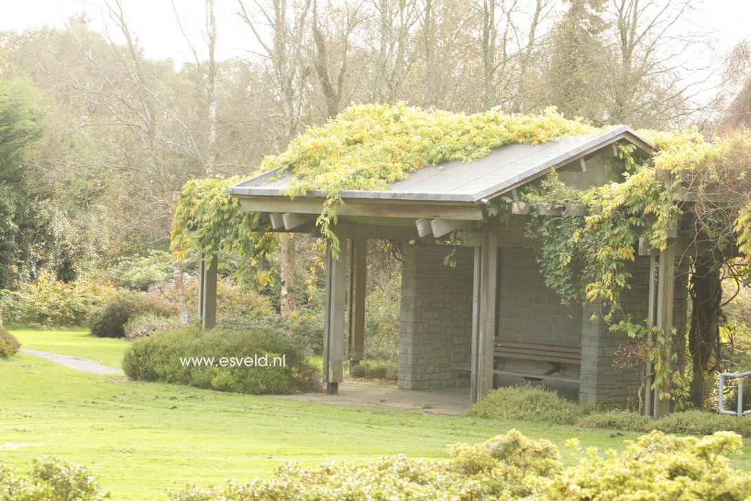 Wisteria floribunda