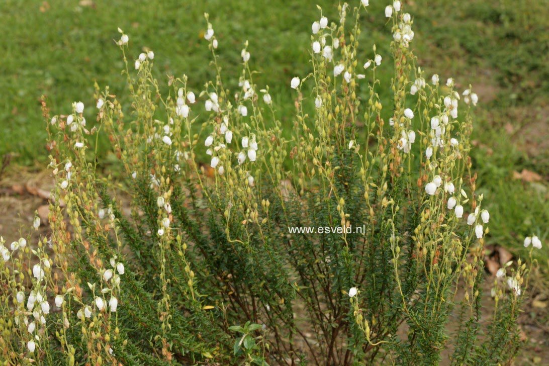 Daboecia cantabrica 'Alba'