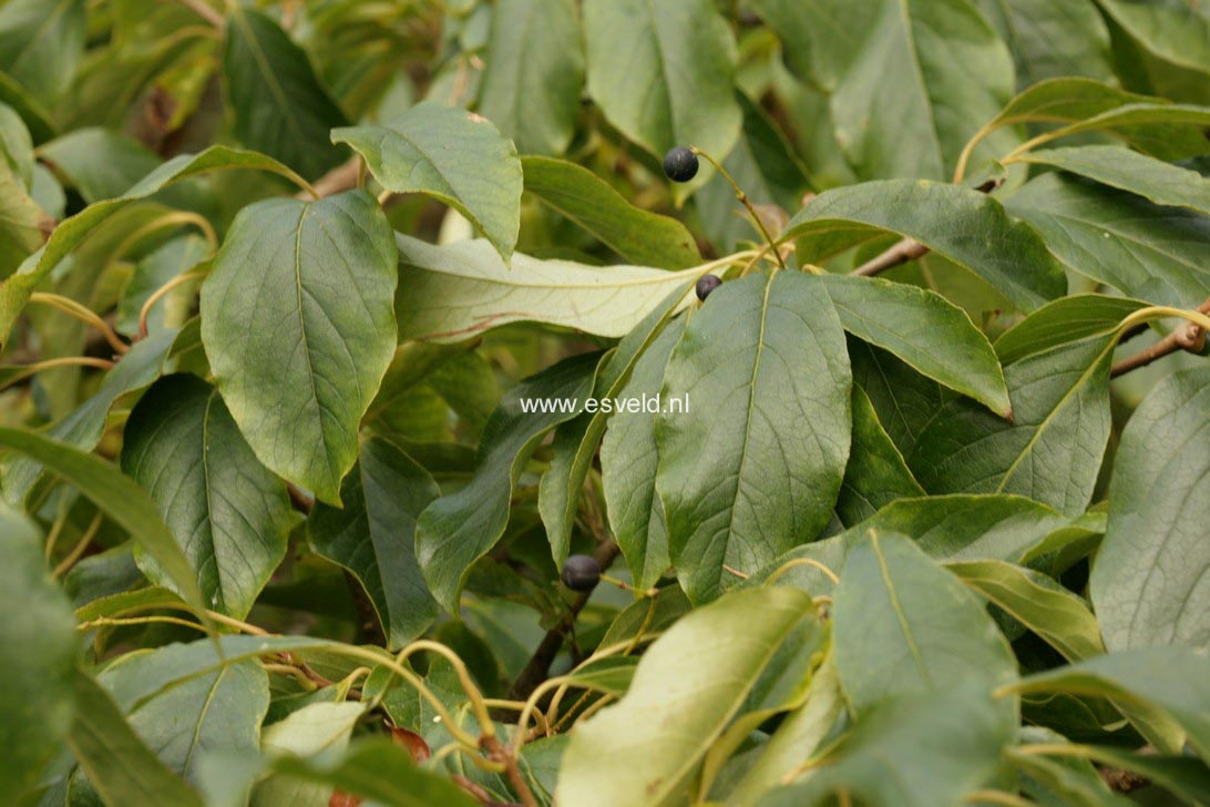 Chionanthus retusus