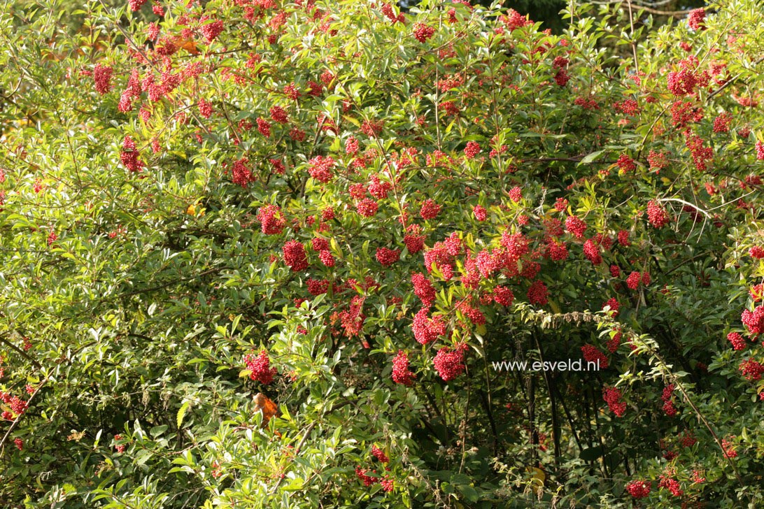 Viburnum betulifolium